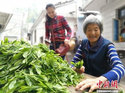 名茶太平猴魁开园 未来将实现智能化标准化生产