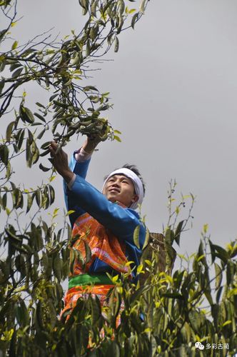 来此收购出茶叶的台湾嘉义红茶制作师黄麒霖充满信心的说:"这里的古