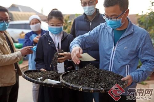 勐海茶厂启动2020年春茶原料收购