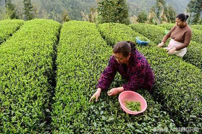 茶叶的原产地中国为什么已经比不上国外了?地球知识局