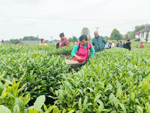 小茶叶 蝶变 大茶业 金秋湖镇推动茶产业高质量发展