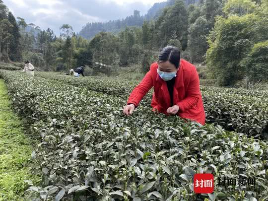 四川威远抓紧抢采明前茶 茶叶经纪人 持证上岗收购新鲜茶叶