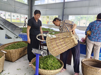 茶厂开业当天,茶厂工作人员正在收购茶农们新摘的鲜茶。通讯员 杨丽华 摄