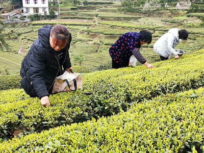 又到新茶飘香时 鹤峰首批春茶开采