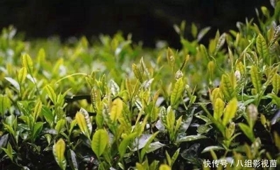 比茅台猛,1斤520万元!谁把武夷岩茶炒成茶中的比特币?