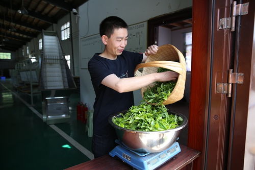 毕节税务 税惠助力古茶焕新生