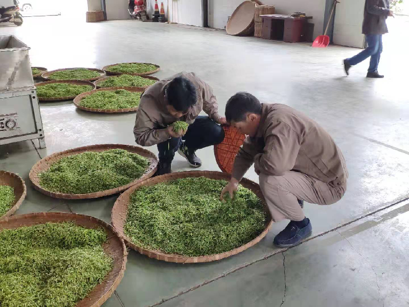 黄山毛峰开园采摘 新茶量价稳中有升