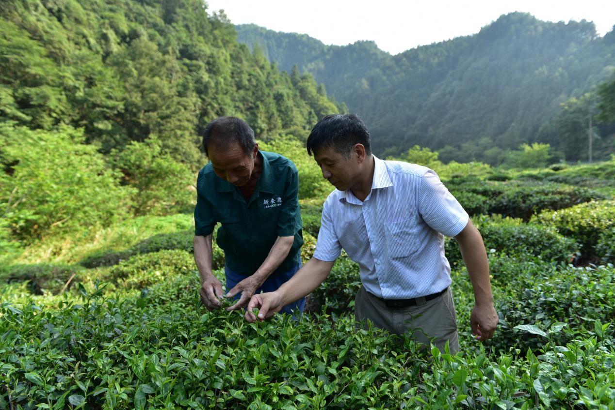 黄山市新安源有机茶开发董事长方国强