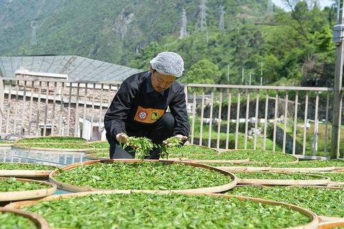 汶川映秀镇茶祥子制茶忙