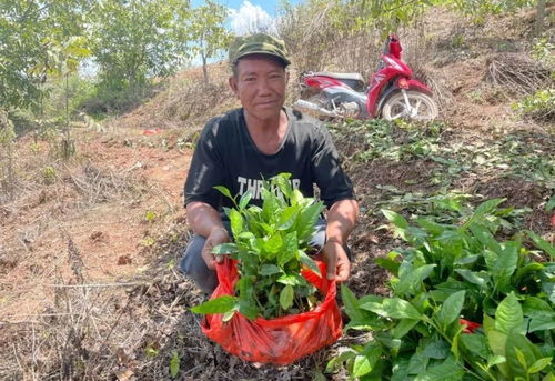 永平彝乡人民种茶忙 厂街乡扎实迈向乡村振兴