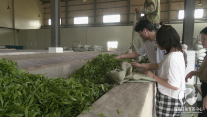 生春源茶业:以茶助农 打响地域特色品牌