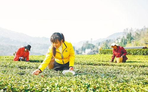 宣恩 大厂带小厂 与银行合作 春茶收购季,茶商 不差钱