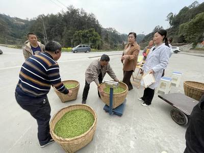 四川荣县茶叶:全国顶级饮料品牌为何纷纷青睐?