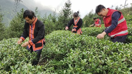 广西金秀:小茶叶变“小金叶”助推乡村振兴