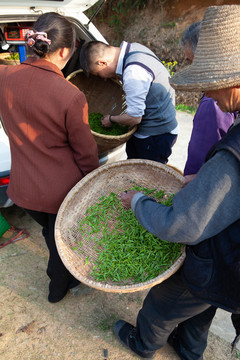 收购茶鲜叶