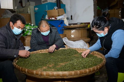 雷波 高山茶场美如画 正是春茶飘香时