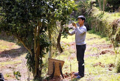 群众致富新产业 习水县野生大树茶迎来好时光